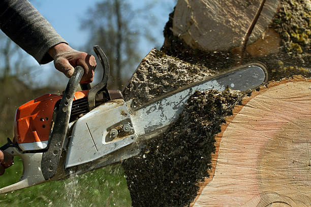 Residential Tree Removal in Union City, CA